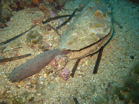 Holothuria sp.